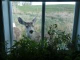 Deer Eyeing Tomato Plants