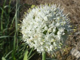 Onion Flowers
