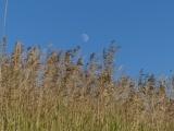 Moon over August Grasses
