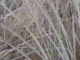Hoarfrost Arcs