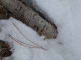 Snow, Wood and Needles