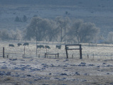 Cows in the Winter Distance