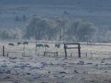 Cows in the Winter Distance