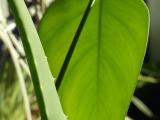 Aloe Monstera