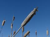 Frosted Cattails