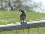 Quail on a Fence