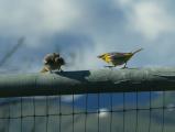 Angry Birds on Fence