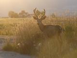 Deer in Golden Light