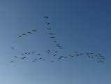 Geese in a Blue Sky