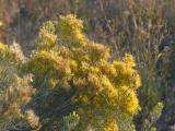 Sagebrush Flowers at Sunset