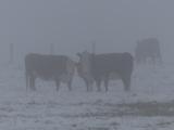 Cows in the Snow
