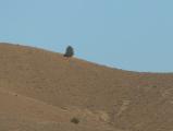 Tree on a Hill