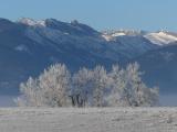 Trees and Mountains in Winter