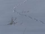 Tracks in the Snow