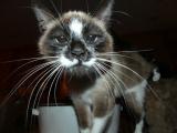 Whiskers