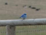 Mountain Bluebird