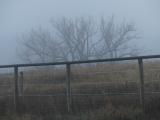 Fences and Trees on a Hazy Morning