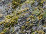 Cliff of Rock and Moss