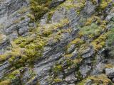 Cliff of Rock and Moss