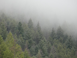 Mountainside Trees in the Mist