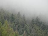 Mountainside Trees in the Mist