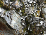 Lichen Garden