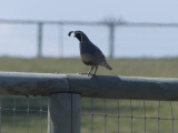 Fenceline Quail