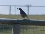 Fenceline Quail