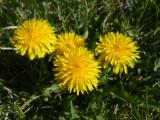 Four Dandelions