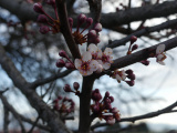 New Blossoms
