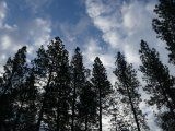 Tall Trees with the Sky