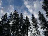 Tall Trees with the Sky