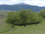 Stream in a Cattle Pasture