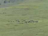 Bison Herd