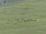 Bison Herd
