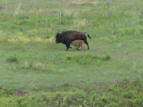 Bison and Calf