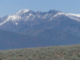 Deer with Mountain Backdrop