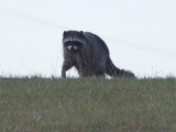 Raccoon in Morning Twilight