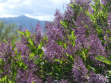 Lilacs Blooming
