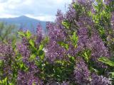 Lilacs Blooming
