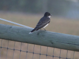 Eastern Kingbird on a Fence