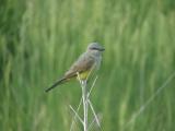 Western Kingbird on a Twig