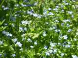 Patch of Forget-Me-Nots
