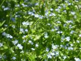 Patch of Forget-Me-Nots