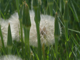 Patch of Goatsbeard