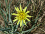 Array of Yellow Petals
