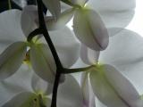 Backlit Orchid