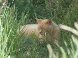 Resting Cat in the Grass
