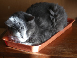 Cat in a Tray