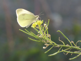 White Butterfly Alight